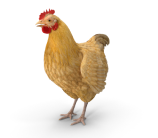 Blends Aves